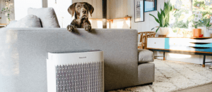 a dog perches itself off the back of a couch by a honeywell pet air purifier